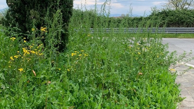 Mancata manutenzione: nella rotatoria l’erba è altissima