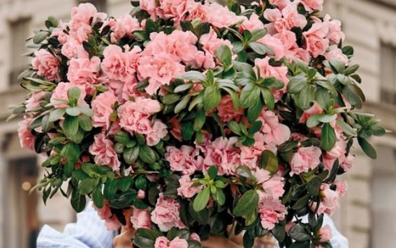 festa della mamma torna in toscana l azalea della ricerca da Lanazione.it festa della mamma torna in toscana l azalea della ricerca