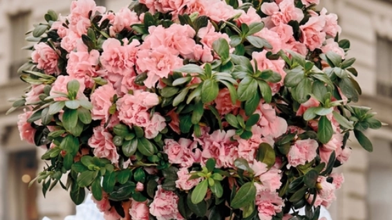 Torna nelle piazze toscane l'azalea della ricerca Torna nelle piazze toscane l'azalea della ricerca
