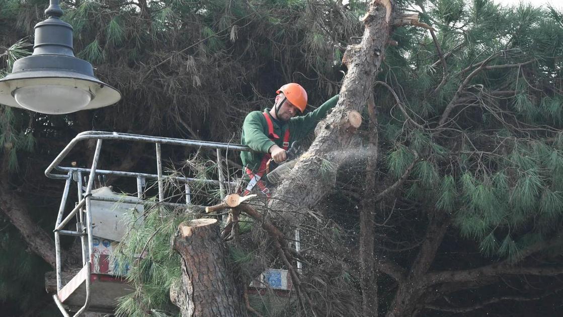 https://www.lanazione.it/image-service/view/acePublic/alias/contentid/MTk1MzJmYzctYTA0Zi00/0/sterminio-di-alberi-sani-stop-di-arca-alla-strage.jpeg?f=16:9&w=1200&h=630