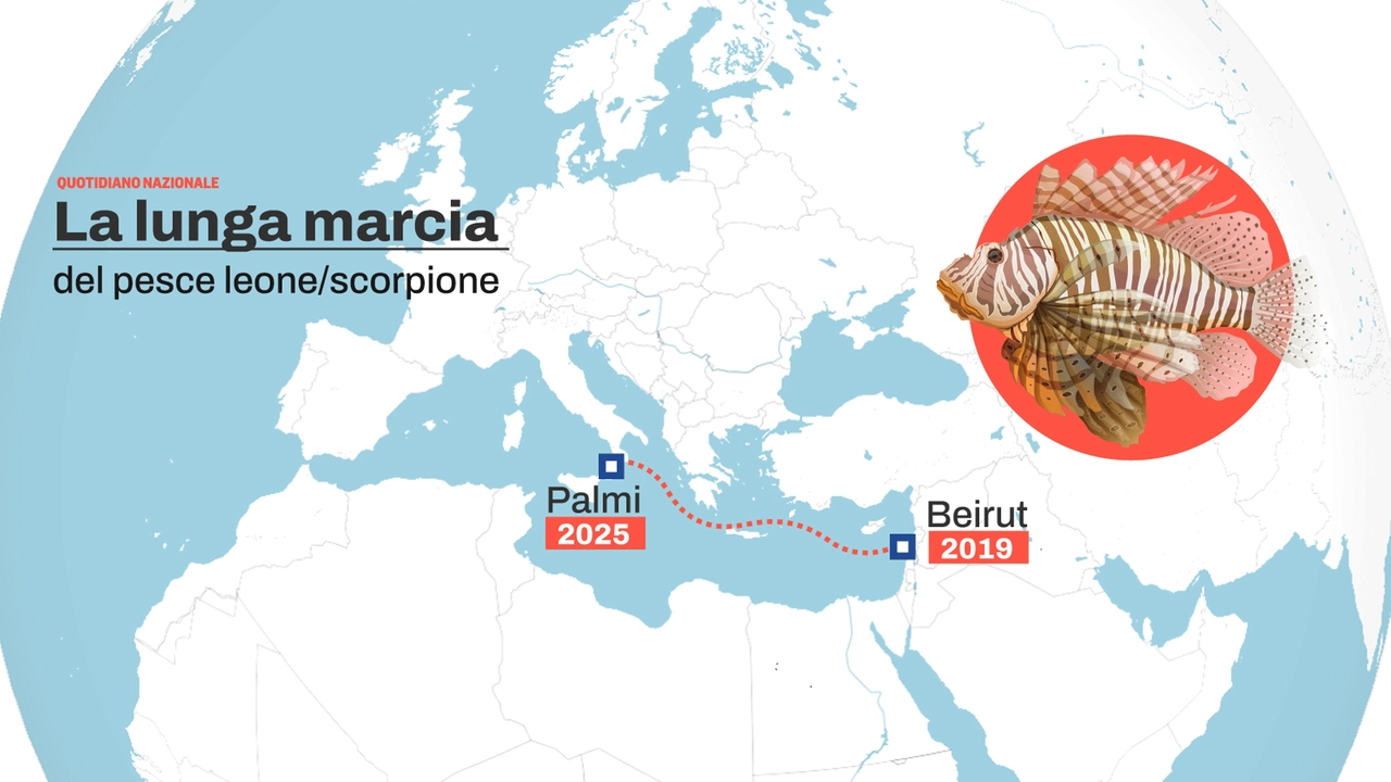 La lunga marcia del pesce scorpione (anzi leone): sei anni fa era a Beirut, nel 2025 è stato ucciso a Palmi (Reggio Calabria) dal sub Luigi Nizzari, nel progetto AlienFish di Francesco Tiralongo. Nelle previsioni di Enrico Toja, presidente dell’associazione ambientalista Elafonisos Eco, nel 2026 avrà raggiunto le coste della Toscana