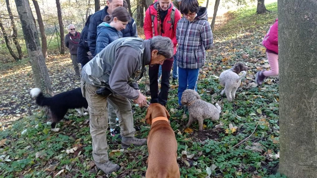 Autorizzata a San Giovanni, in località Vacchereccia, la realizzazione di una tartufaia coltivata che produrrà tuberi anche pregiati Autorizzata a San Giovanni, in località Vacchereccia, la realizzazione di una tartufaia coltivata che produrrà tuberi anche pregiati