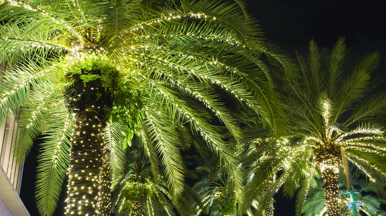 Quest'anno sono state addobbate 125 palme: oltre due chilometri di luci Quest'anno sono state addobbate 125 palme: oltre due chilometri di luci