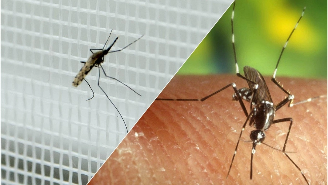 Zanzare e Dengue in Italia: il bollettino Iss Zanzare e Dengue in Italia: il bollettino Iss