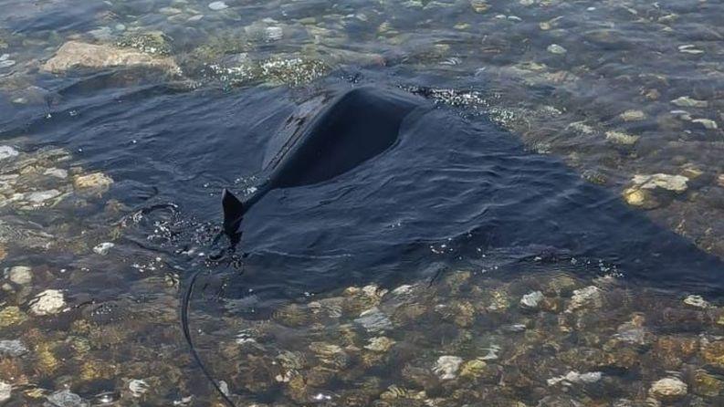 https://www.lanazione.it/image-service/view/acePublic/alias/contentid/MWJkMDNlNzEtY2JmMi00/0/manta-ferita-si-spiaggia-sugli-scogli-di-marina-task-force-di-bagnanti-per-riportarla-al-largo.jpeg?f=16:9&w=1200&h=630