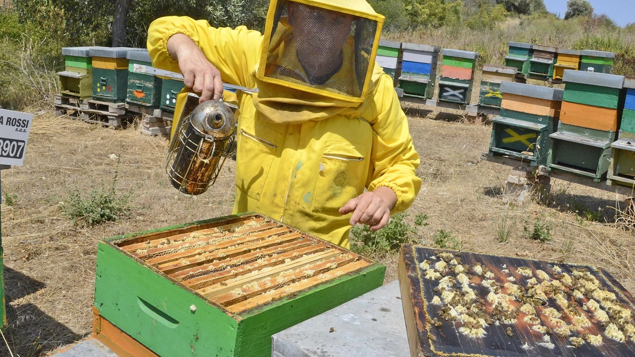Via al progetto di biodiversità di Rcr Cristalleria italiana a Colle che ha portato all’accoglienza di alcune famiglie di api presso il sito produttivo Via al progetto di biodiversità di Rcr Cristalleria italiana a Colle che ha portato all’accoglienza di alcune famiglie di api presso il sito produttivo