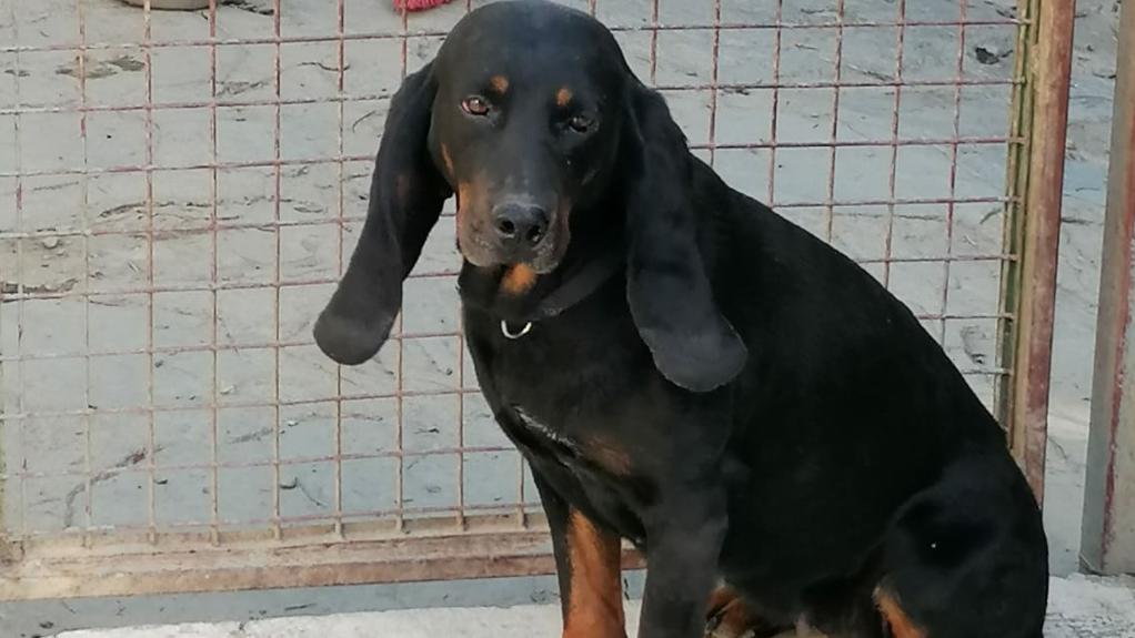 https://www.lanazione.it/image-service/view/acePublic/alias/contentid/MWNlMGVmYzQtMTM4Ny00/0/cane.jpeg?f=16:9&w=1200&h=630
