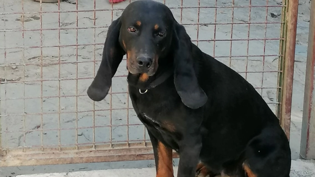 Uno degli ospiti del rifugio in cerca di casa Uno degli ospiti del rifugio in cerca di casa