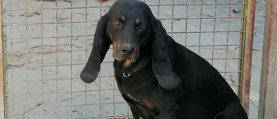 Firenze, una serata per conoscere cani e gatti del rifugio ‘Gli Amici di Barone’