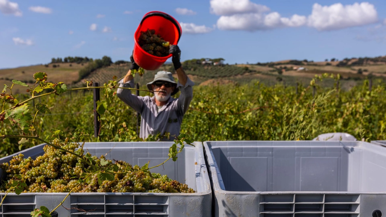 Caldo, in Maremma si anticipa la vendemmia. “Buono lo stato dell’uva e aumenta la quantità”