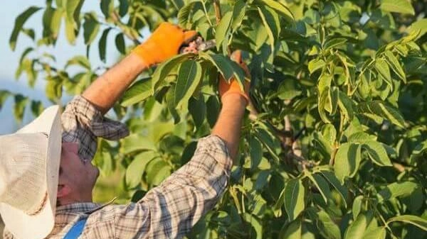 Attenzione anche ai. residui vegetali che dovranno essere rimossi e smaltiti Attenzione anche ai. residui vegetali che dovranno essere rimossi e smaltiti