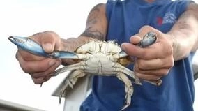 Il granchio blu è l’ultimo dei problemi – in ordine di tempo – che assillano la laguna di Orbetello Ma il numero di esemplari in continuo aumento sta mettendo davvero a durissima prova l’intero ecosistema già fragile di suo Il granchio blu è l’ultimo dei problemi – in ordine di tempo – che assillano la laguna di Orbetello Ma il numero di esemplari in continuo aumento sta mettendo davvero a durissima prova l’intero ecosistema già fragile di suo