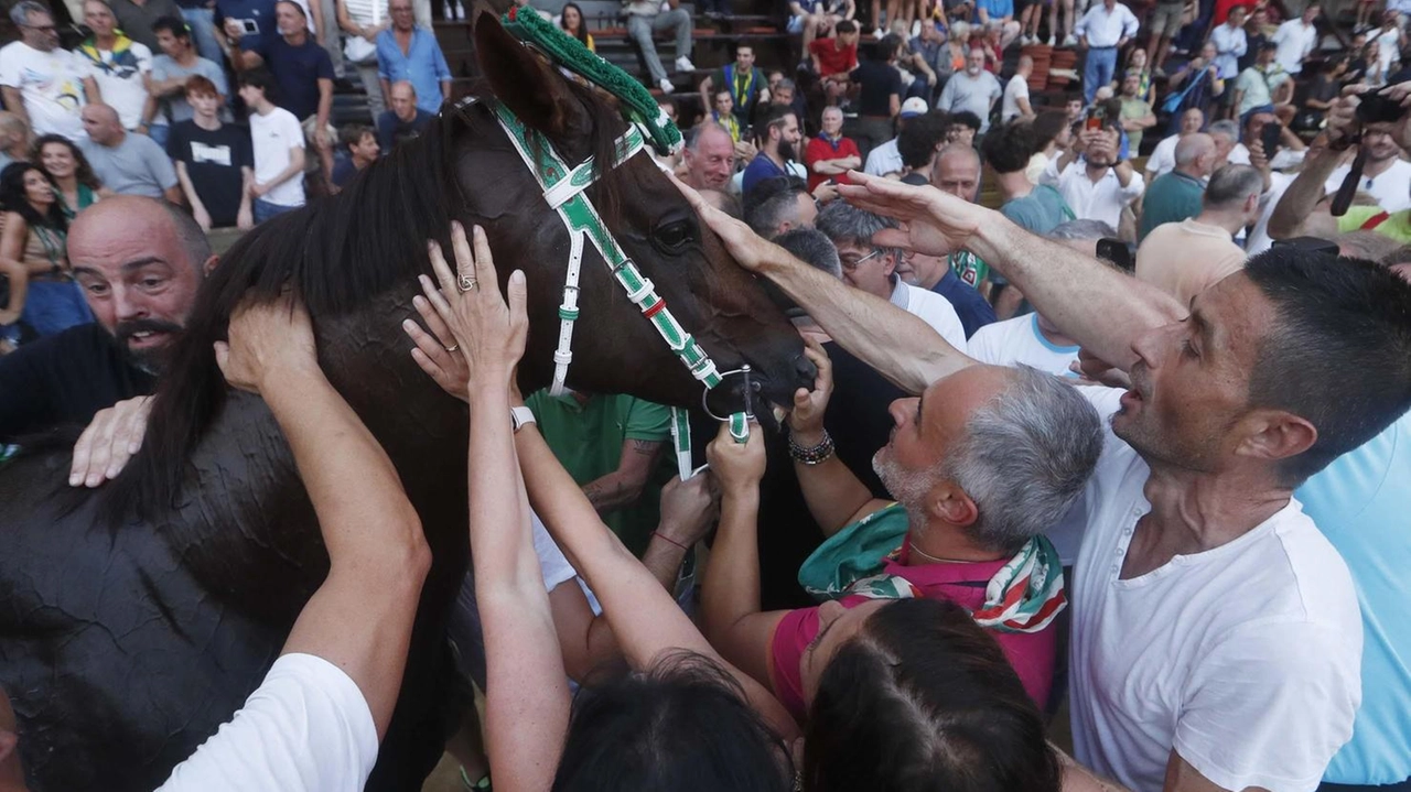 I contradaioli. toccano il cavallo Diodoro I contradaioli. toccano il cavallo Diodoro