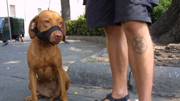 Morsa dal cane mentre fa trekking. Scatta l’obbligo di museruola