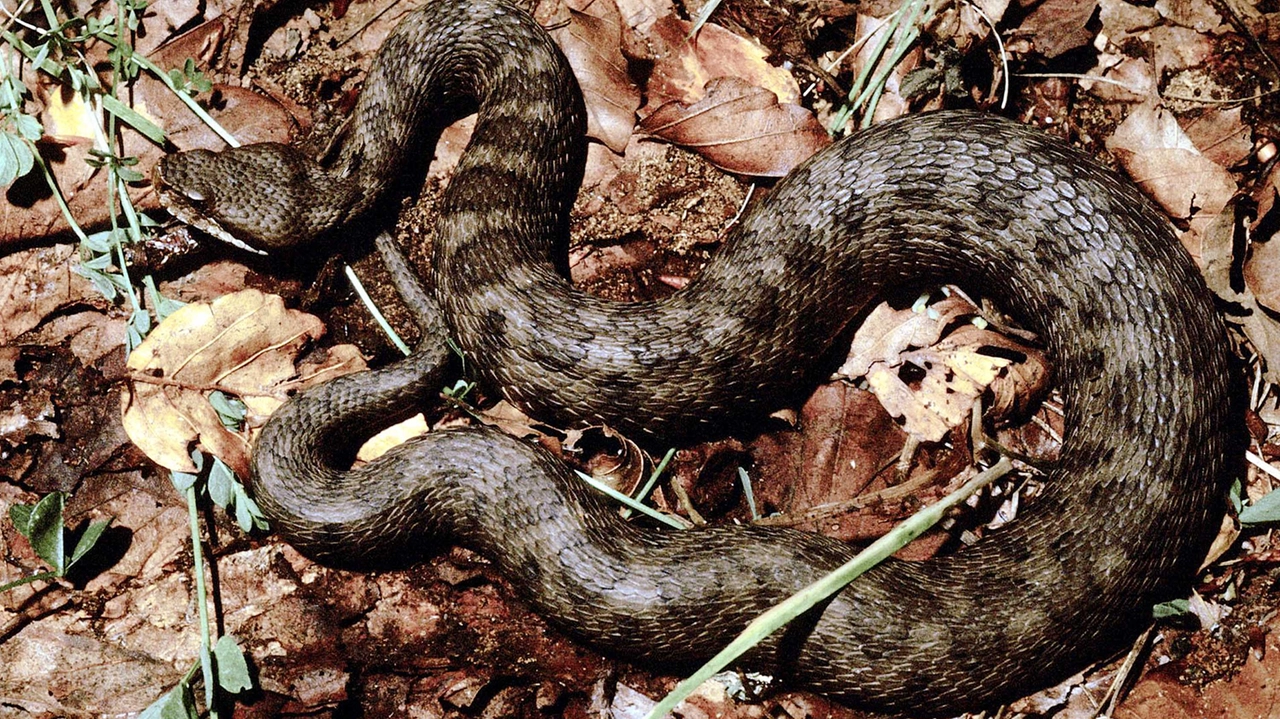 Una vipera in una foto di repertorio (Ansa) Una vipera in una foto di repertorio (Ansa)