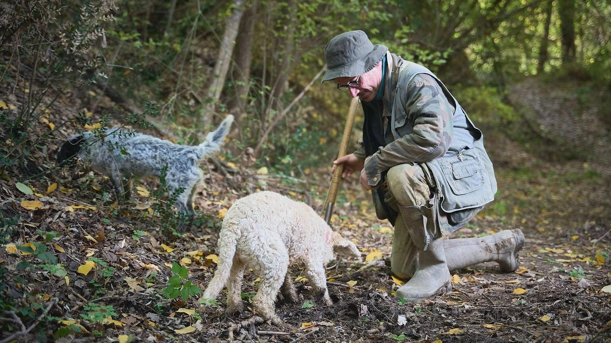 La ’caccia’ al tartufo (Foto di repertorio) La ’caccia’ al tartufo (Foto di repertorio)