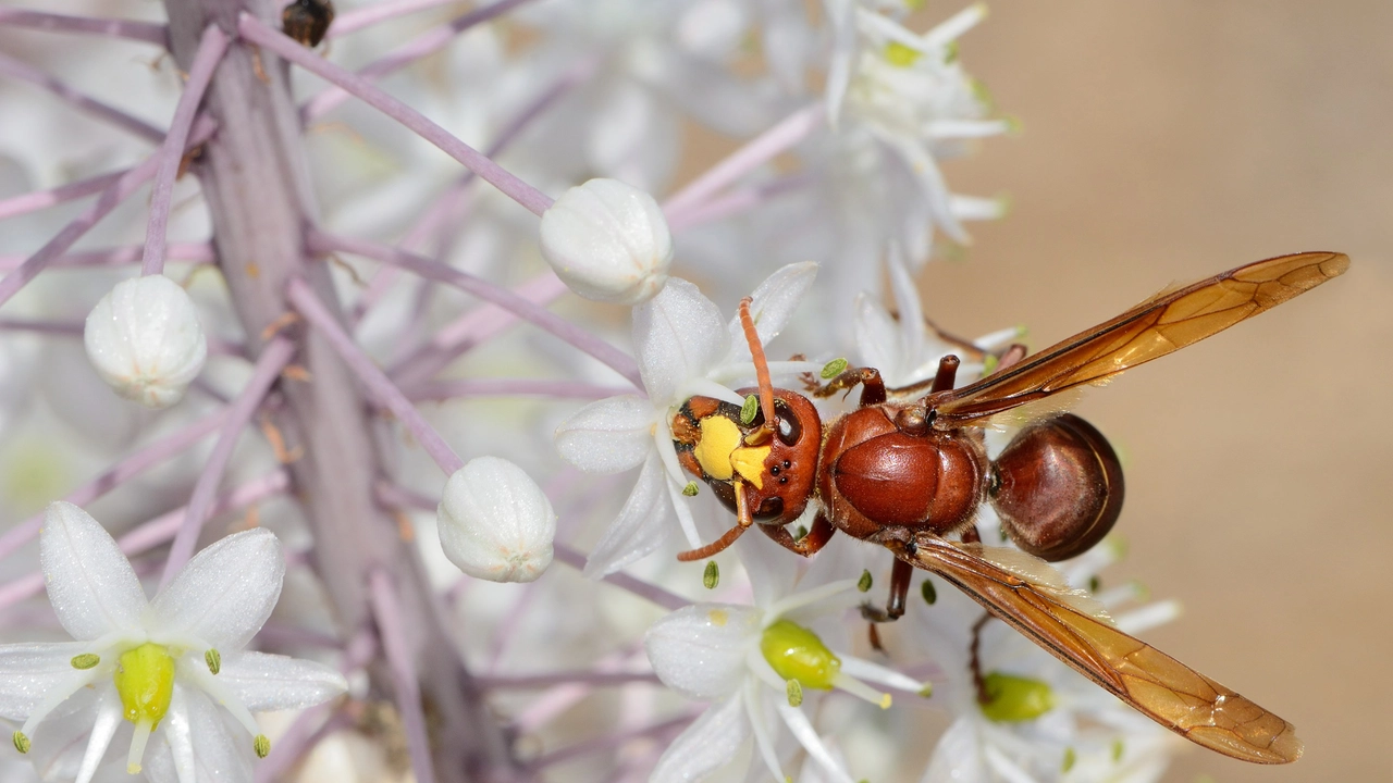 La Vespa orientalis La Vespa orientalis