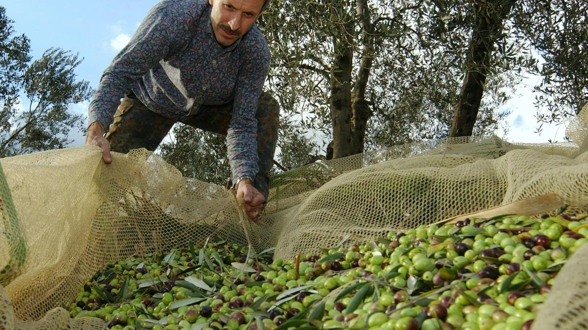 Il presidente del Consorzio Olio Dop commenta l’annata: "Poco prodotto, difficile che il prezzo cali" . Il presidente del Consorzio Olio Dop commenta l’annata: "Poco prodotto, difficile che il prezzo cali" .