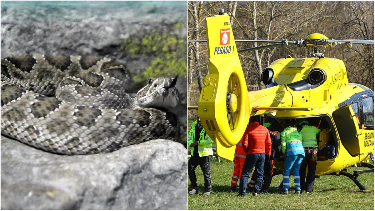 Bimbo di 6 anni morso da una vipera mentre gioca in giardino. Arriva Pegaso, la corsa al Meyer Bimbo di 6 anni morso da una vipera mentre gioca in giardino. Arriva Pegaso, la corsa al Meyer