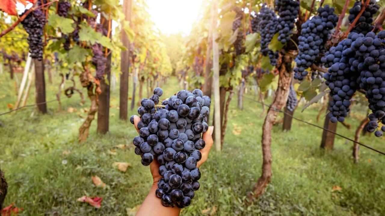 Il lavoro in vigna Il lavoro in vigna