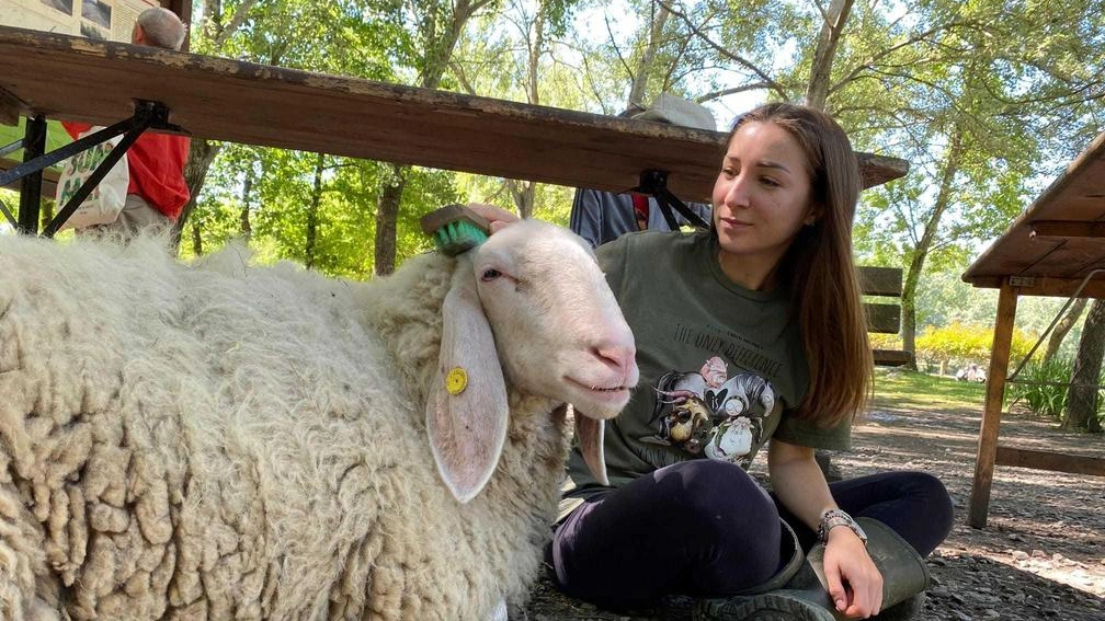 Un delle volontarie che si prende cura degli animali del rifugio danneggiato Un delle volontarie che si prende cura degli animali del rifugio danneggiato