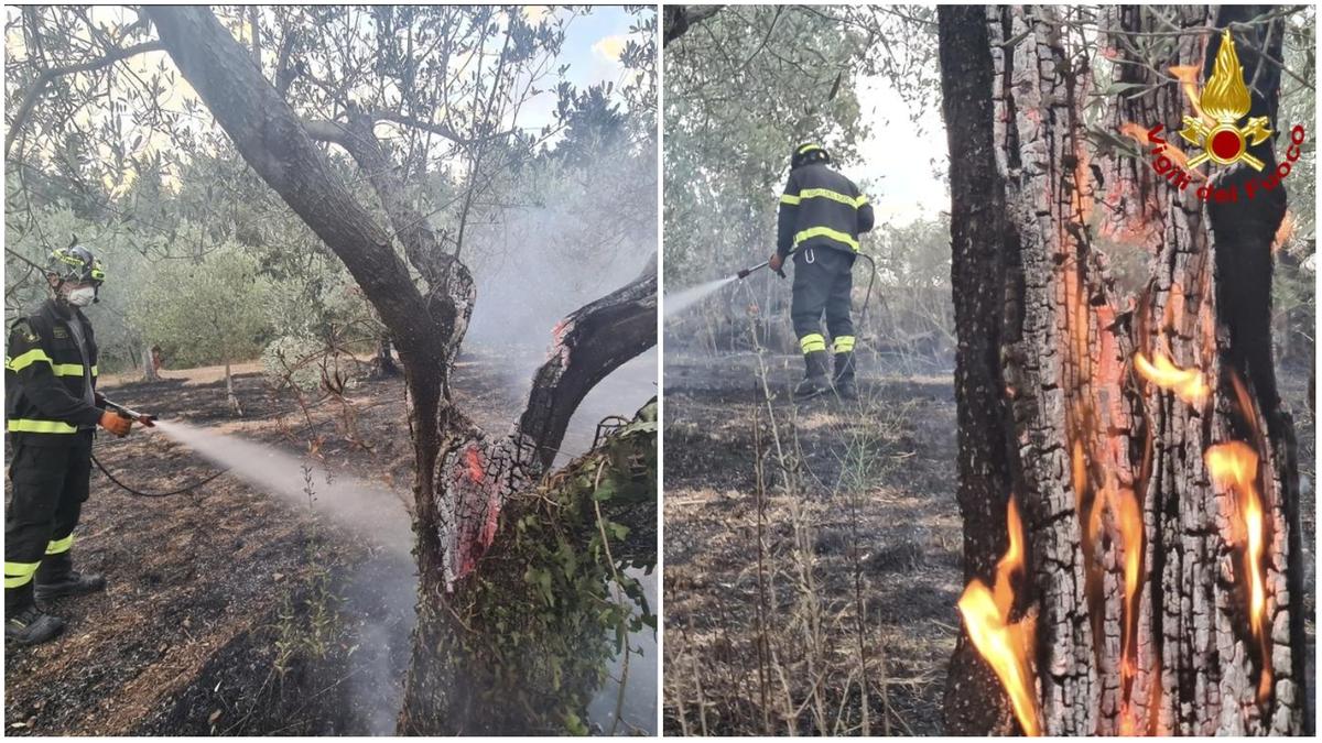 Strage di olivi per l’incendio alimentato dal vento: intervento dell’elicottero Strage di olivi per l’incendio alimentato dal vento: intervento dell’elicottero