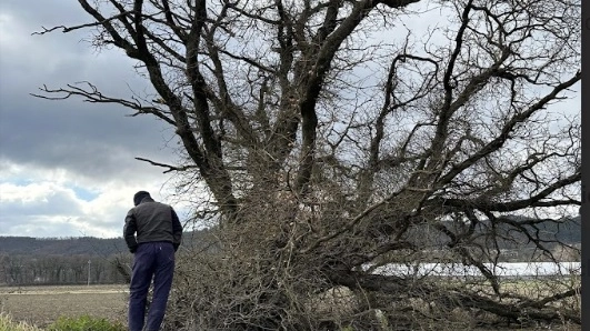 Un albero caduto Un albero caduto