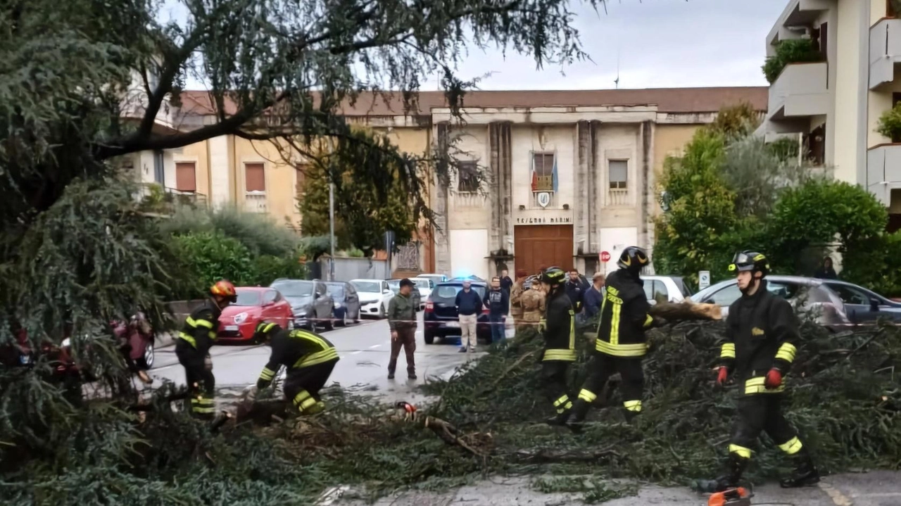 I vigili del fuoco e le squadre del Comune all’opera per la rimozione del cedro crollato ieri mattina su via della Quiete I vigili del fuoco e le squadre del Comune all’opera per la rimozione del cedro crollato ieri mattina su via della Quiete