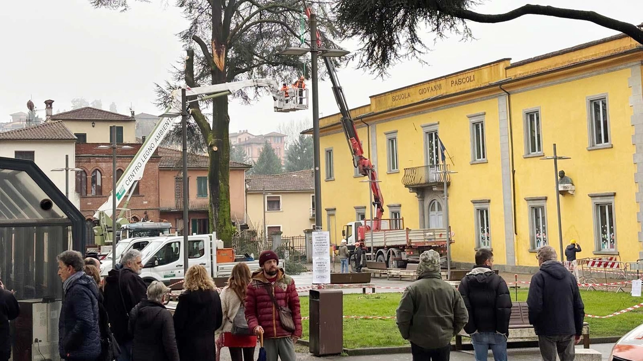 Una piccola folla di curiosi ha assistito alle operazioni di taglio dei cedri Una piccola folla di curiosi ha assistito alle operazioni di taglio dei cedri