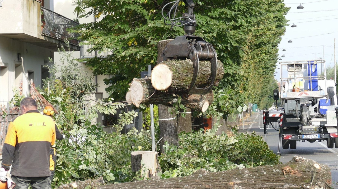 Il taglio dei tigli di via Firenze (foto Attalmi) Il taglio dei tigli di via Firenze (foto Attalmi)