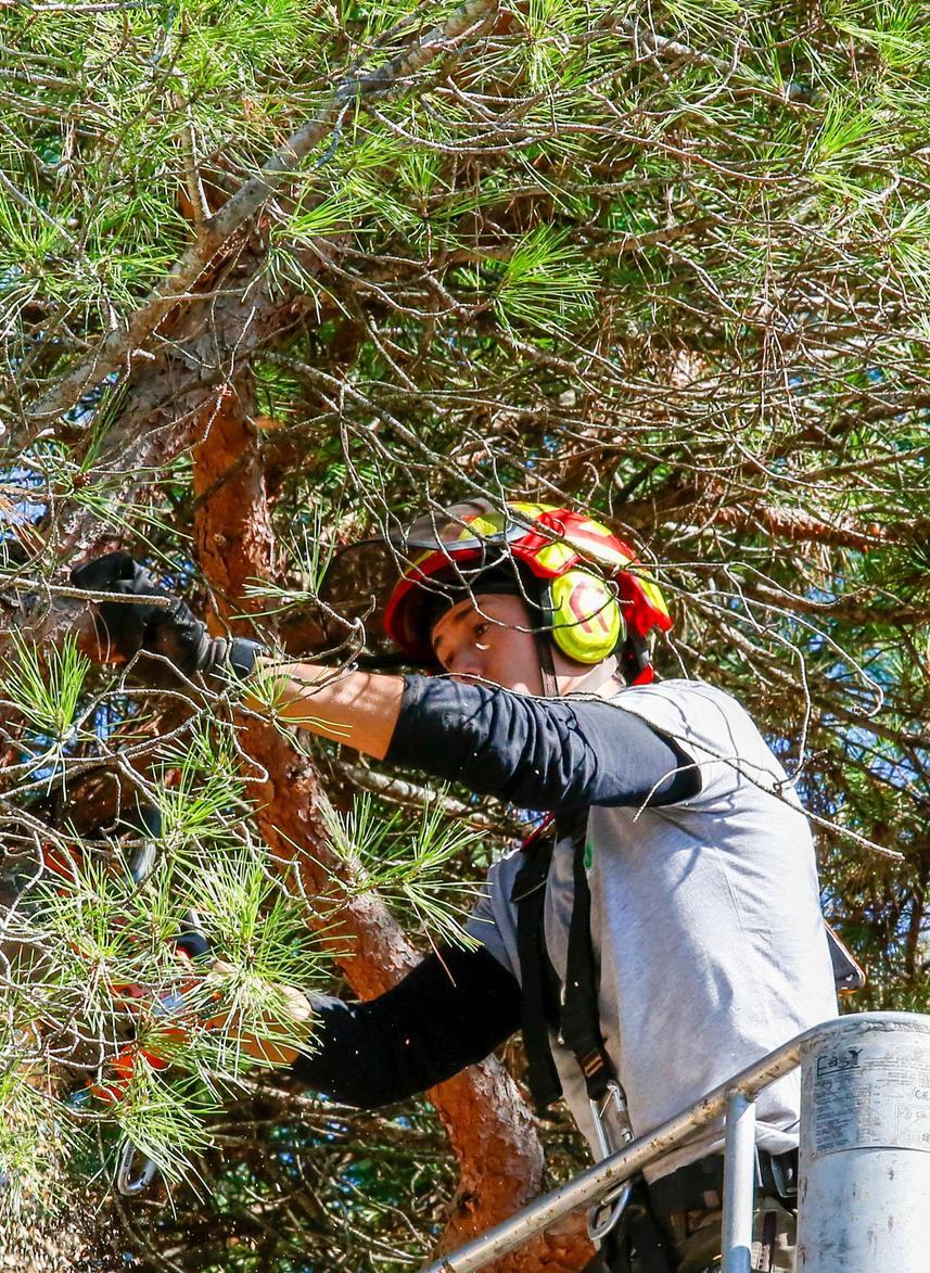 "Veloci a tagliare l’albero, ma ora solo il mozzicone"