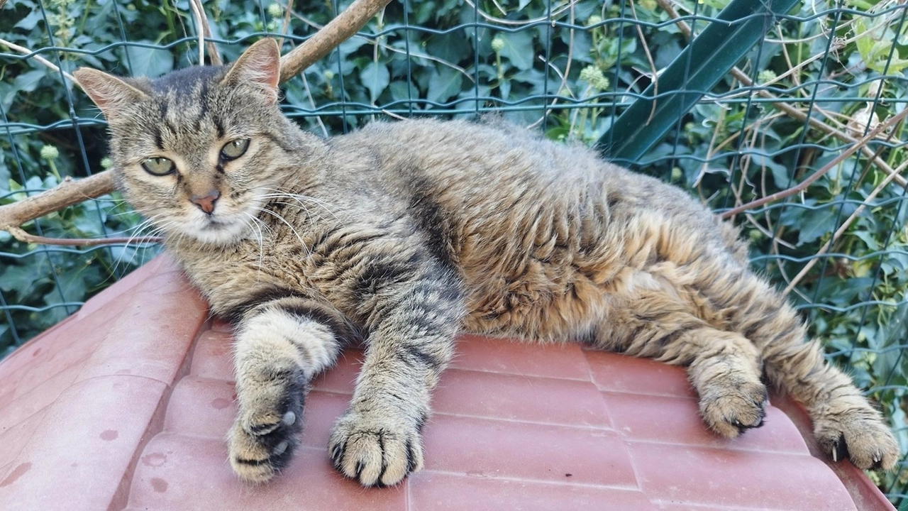 La gatta è ospite a San Venerio da un anno. Adora le crocchette e...riposare La gatta è ospite a San Venerio da un anno. Adora le crocchette e...riposare
