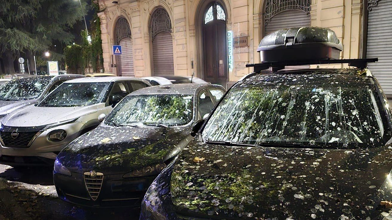 Pioggia di guano sulle auto parcheggiate lungo viale Cavour Ora si prova ad allontanare gli storni Pioggia di guano sulle auto parcheggiate lungo viale Cavour Ora si prova ad allontanare gli storni