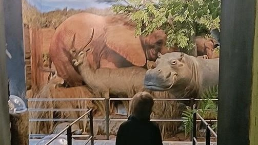 Il museo zoologico di Capannoli Il museo zoologico di Capannoli