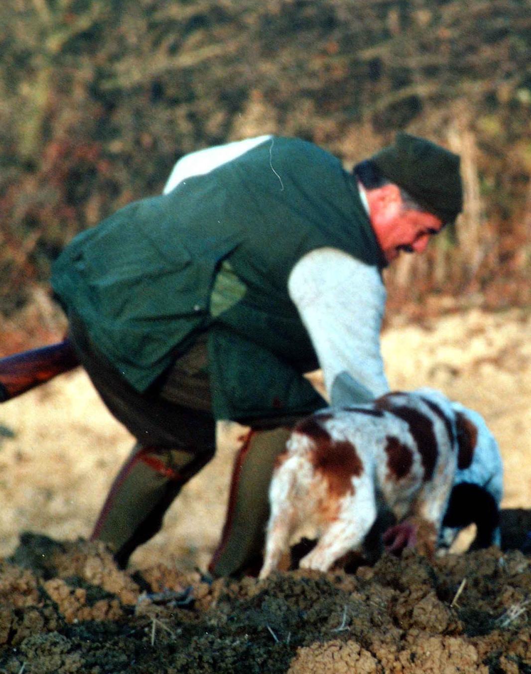 allarme peste suina nuova carcassa infetta trovata nelle campagne