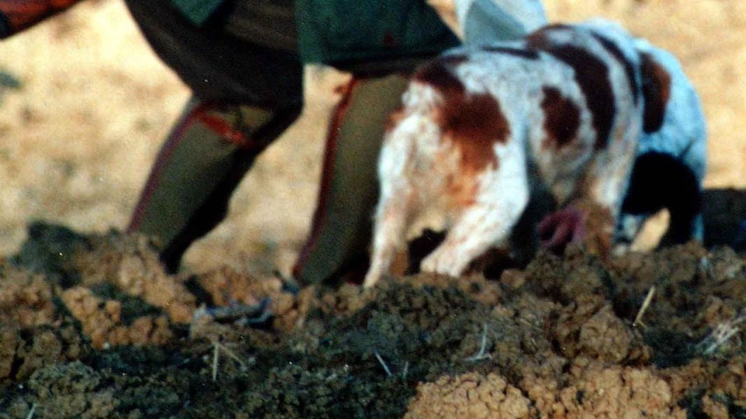 I cacciatori chiedono di poter fare battute in modo tradizionale per ridurre i selvatici I cacciatori chiedono di poter fare battute in modo tradizionale per ridurre i selvatici