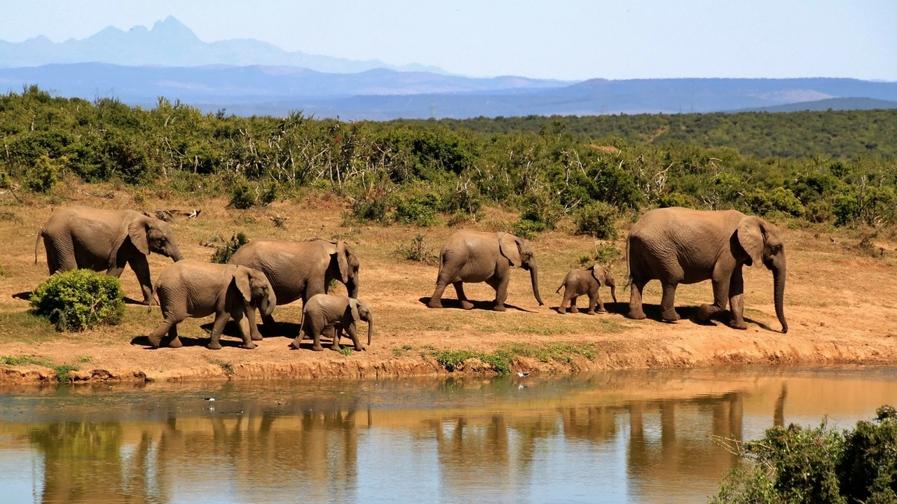 A Firenze la mostra sull'Africa A Firenze la mostra sull'Africa