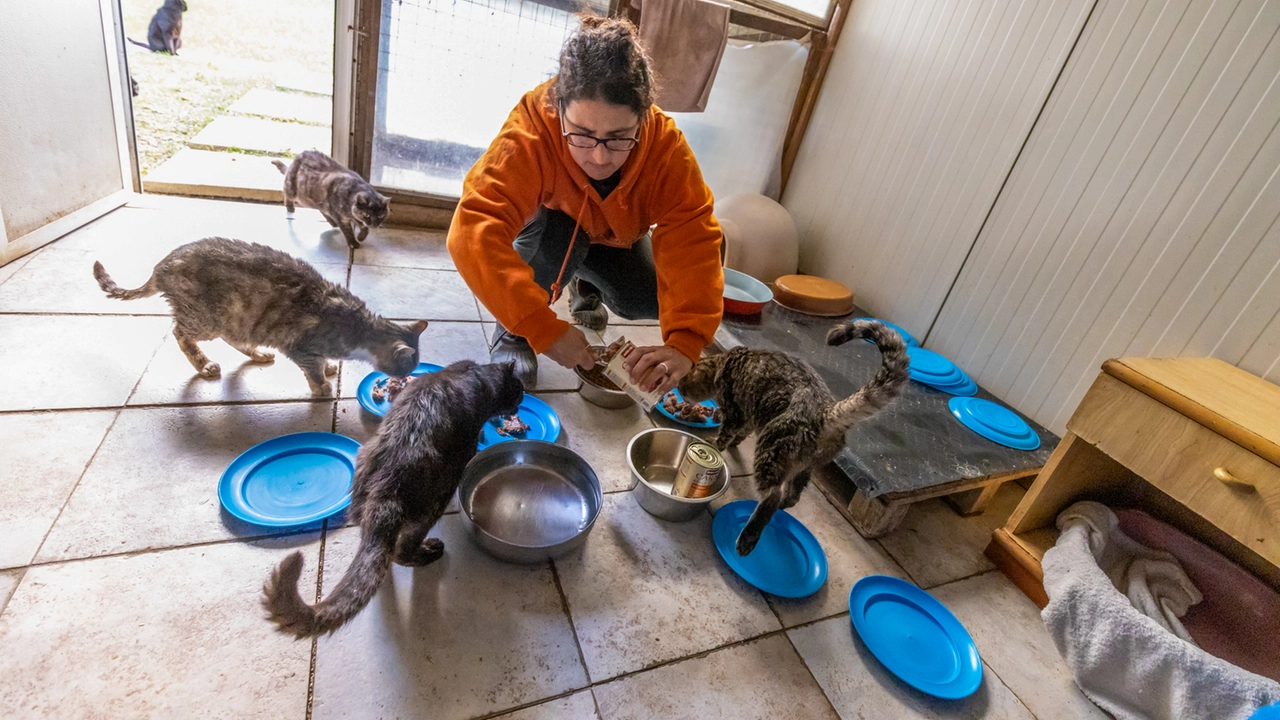 Allarme per il gattile di Bagno a Ripoli Allarme per il gattile di Bagno a Ripoli