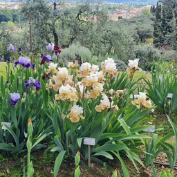 Il Giardino dell’Iris riapre il 25 aprile con fioriture spettacolari e uno spazio tutto nuovo