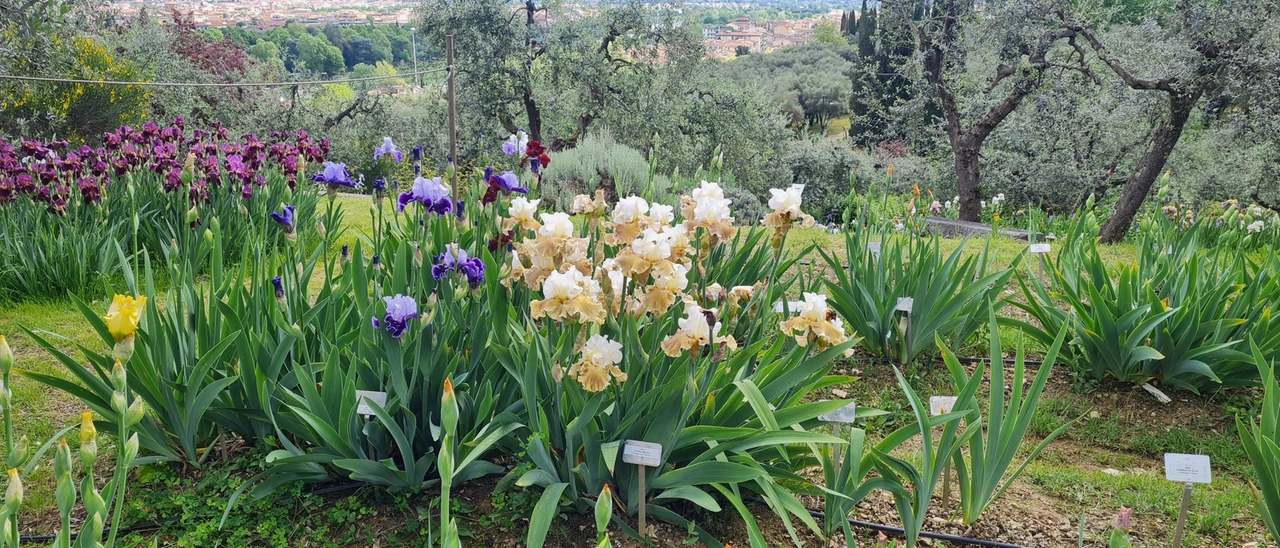 Il Giardino dell’Iris riapre il 25 aprile con fioriture spettacolari e uno spazio tutto nuovo