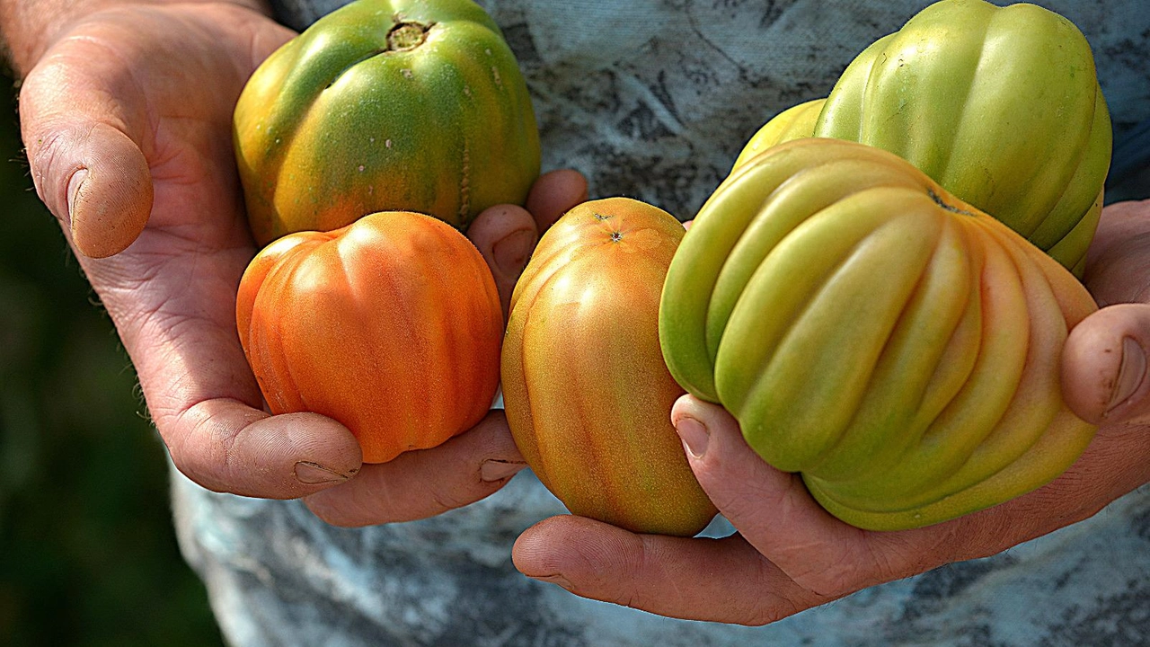 Torna l’appuntamento con i “10 giorni per il Canestrino”, l’iniziativa organizzata da Slow Food Lucca Compitese e Orti Lucchesi... Torna l’appuntamento con i “10 giorni per il Canestrino”, l’iniziativa organizzata da Slow Food Lucca Compitese e Orti Lucchesi...