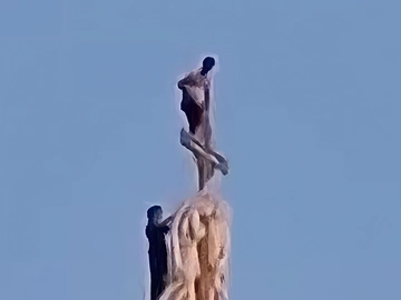 immagine articolo
