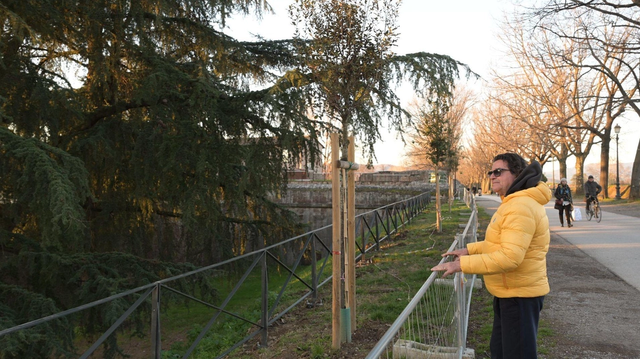 Uno dei tratti delle Mura dove sono già posizionate le nuove barriere (Alcide) Uno dei tratti delle Mura dove sono già posizionate le nuove barriere (Alcide)