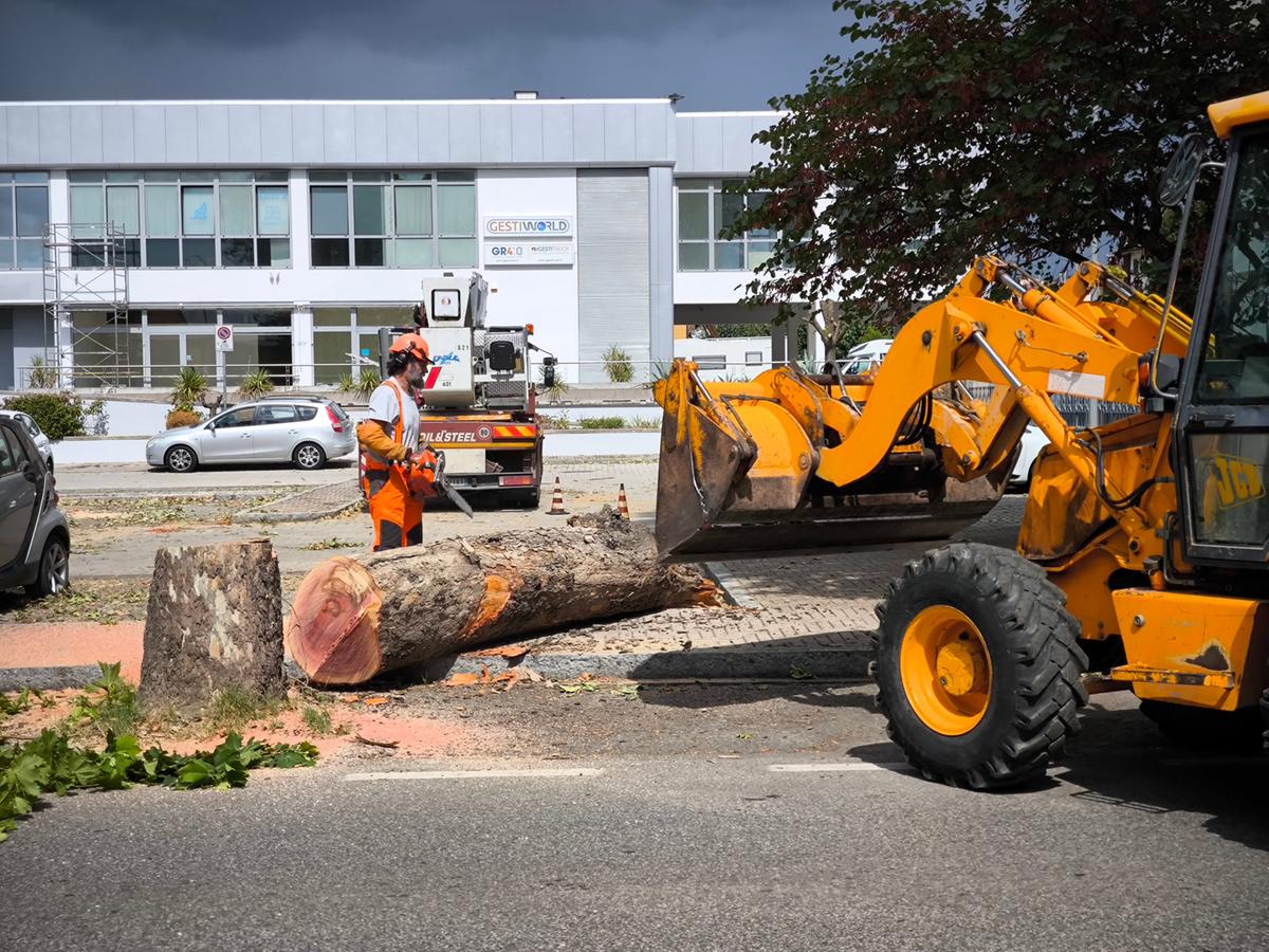 Alberi ‘pericolosi’ ai raggi x, da Vergaio al centro: la mappa
