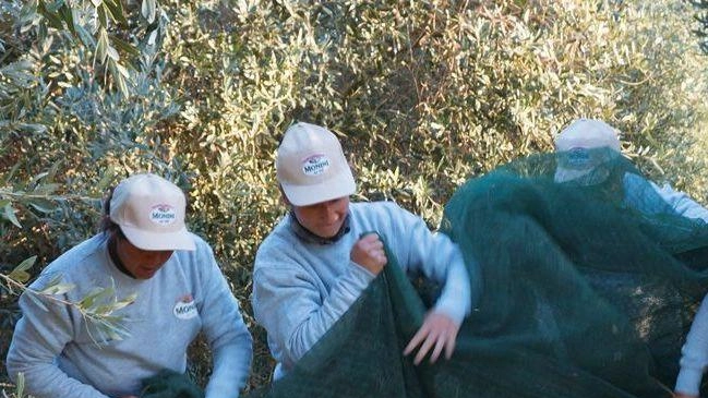 In Umbria sono stati censiti. 7,5 milioni di piante di ulivo In Umbria sono stati censiti. 7,5 milioni di piante di ulivo