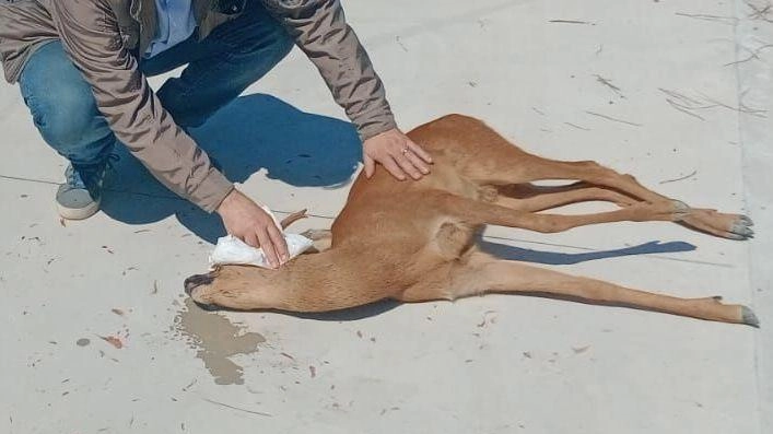 Daniele Maltinti racconta le operazioni di primo soccorso prestate all’animale ferito Daniele Maltinti racconta le operazioni di primo soccorso prestate all’animale ferito