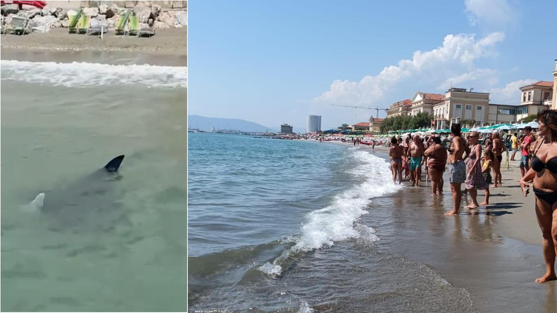 Vietato fare il bagno, c’è una manta: bandiera rossa in spiaggia, tutti fuori Vietato fare il bagno, c’è una manta: bandiera rossa in spiaggia, tutti fuori