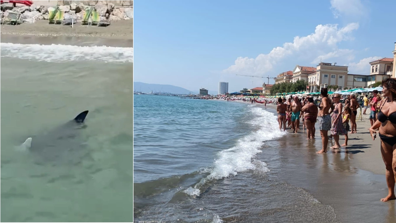 Vietato fare il bagno, c’è una manta: bandiera rossa in spiaggia, tutti fuori
