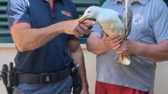 Il gabbiano ferito è stato affidato all’ente di soccorso animale ‘’VegaSoccorso’’ per le cure necessarie Il gabbiano ferito è stato affidato all’ente di soccorso animale ‘’VegaSoccorso’’ per le cure necessarie