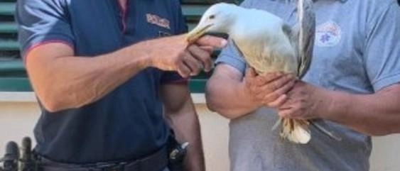 Gabbiano lanciato come una palla. Cinque marocchini denunciati mentre “giocavano“ nel fiume